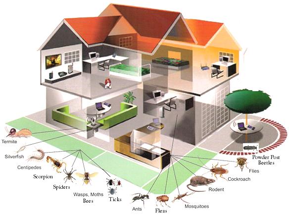 Pest Control Services 